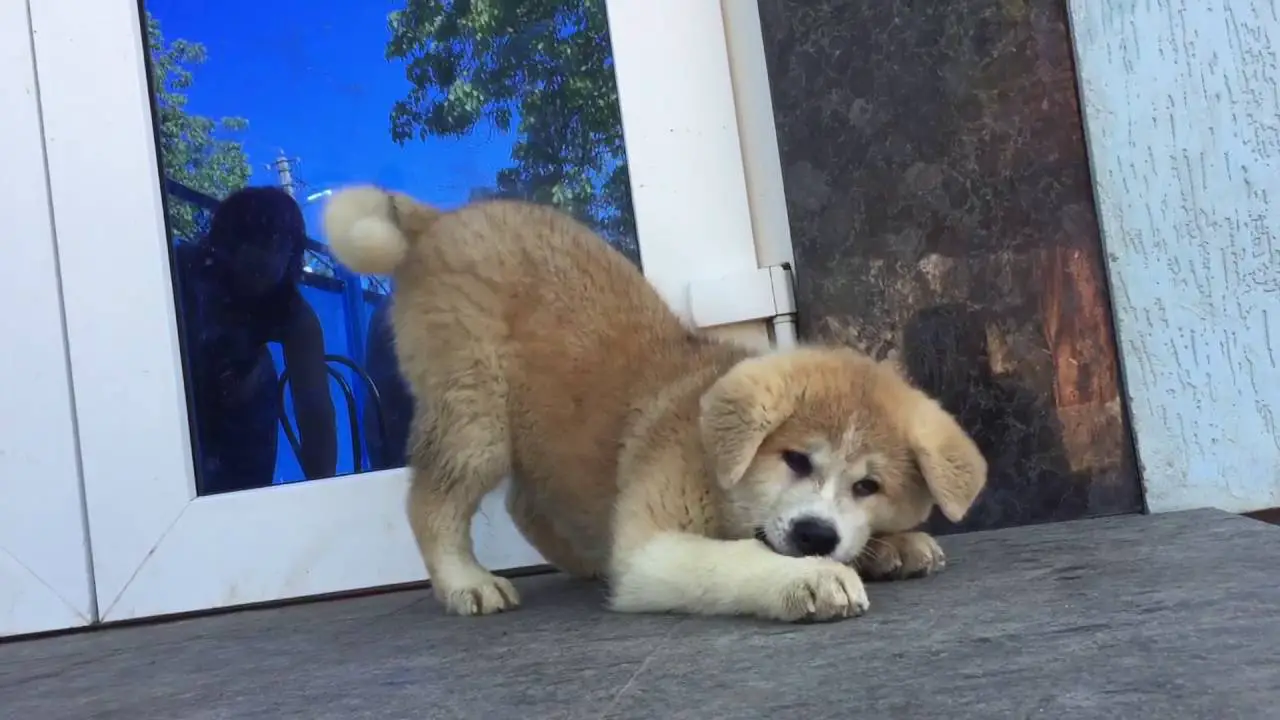 Japanese Akita Inu Puppy doing some stretch in front of the door