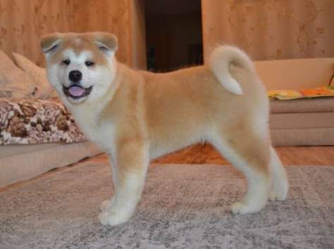 Japanese Akita Inu Puppy standing on top of the carpet