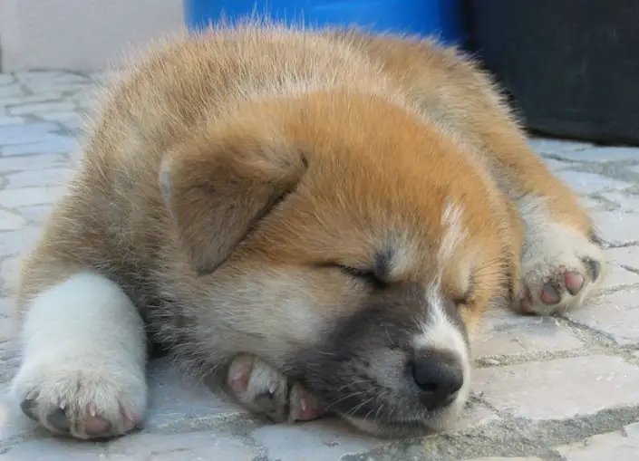 Japanese Akita Inu Puppy soundly sleeping on the pavemet