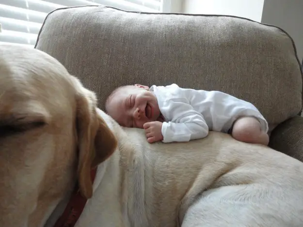 A yellow Labrador lying on the couch with a smiling baby on top of him