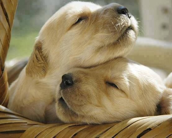 sleeping Labrador puppies