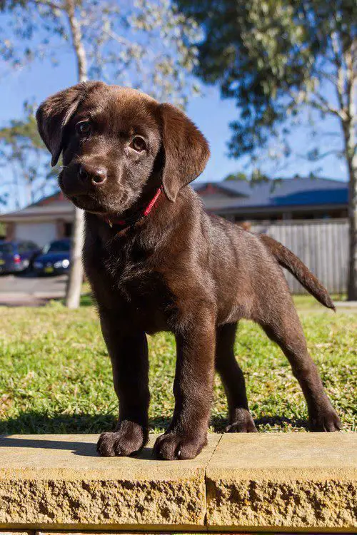 brown Labrador puppy outdoors
