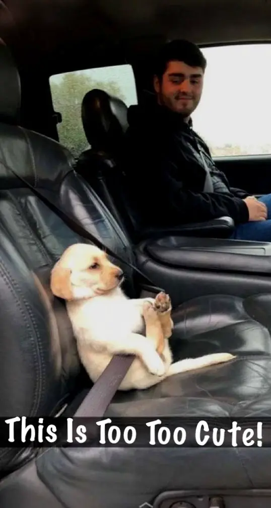 cute Labrador puppy sitting in the passenger seat with a seat belt on