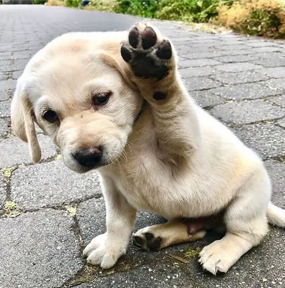 Labrador puppy raising its paw while sitting on the ground