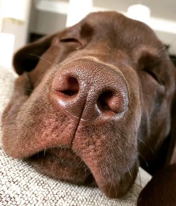 brown Labrador's face sleeping