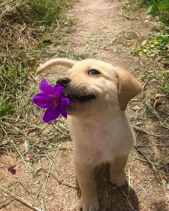 adorable Labrador puppy with a purple flower on its mouth