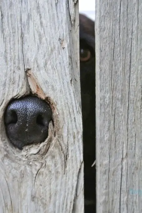 Labrador behind the wooden fence with its nose on the whole