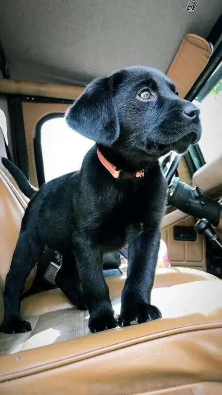 black Labrador puppy inside the car