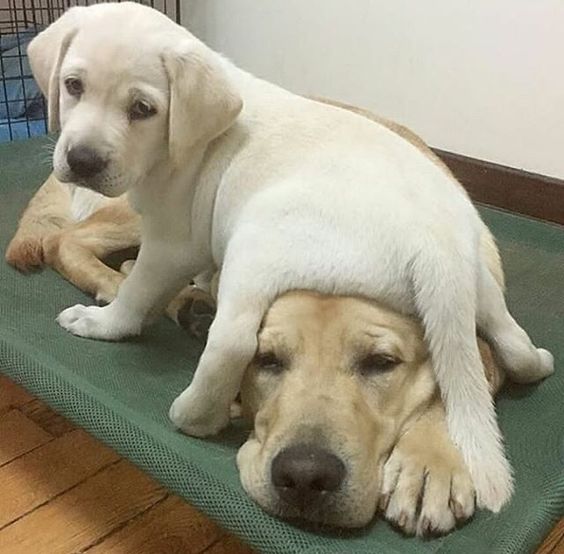 Labrador puppy's butt on top of adult Labrador's head