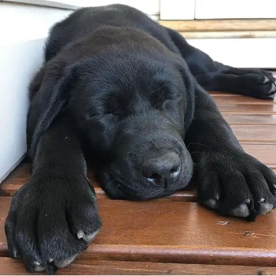 black Labrador puppy lying on the floor
