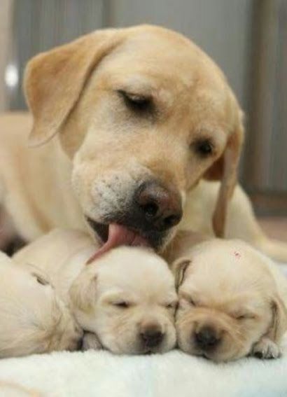 Labrador mom licking its puppies