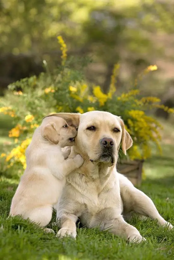 Labrador puppy biting the side of an adult's face