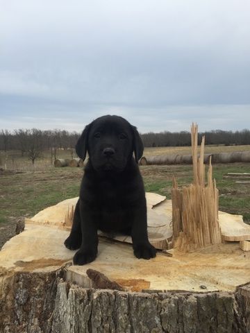 Labrador puppy sitting on top of a chopped tree trunk