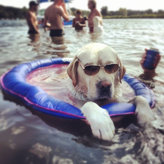 A Labrador in a floatie in the water