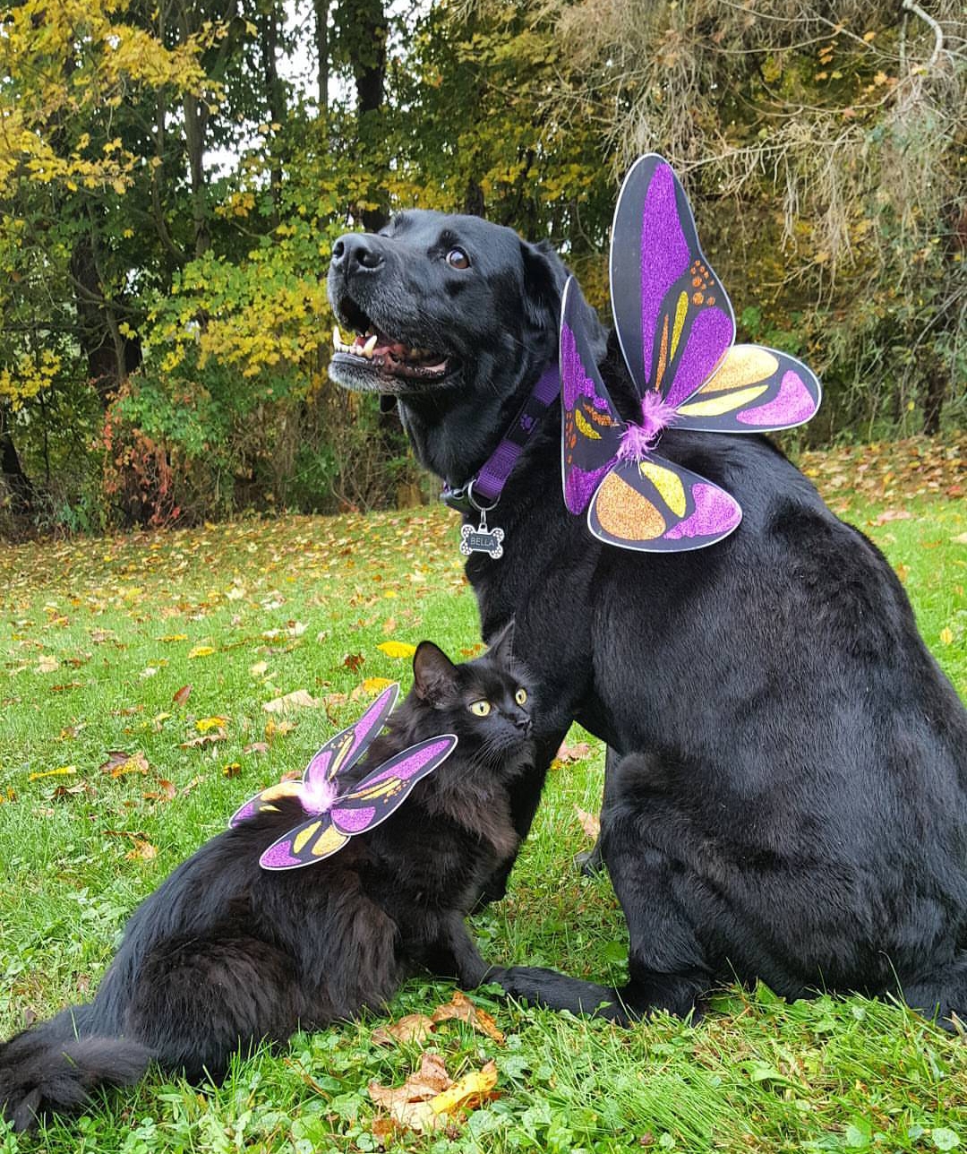 black Labrador wearing a butterfly wings