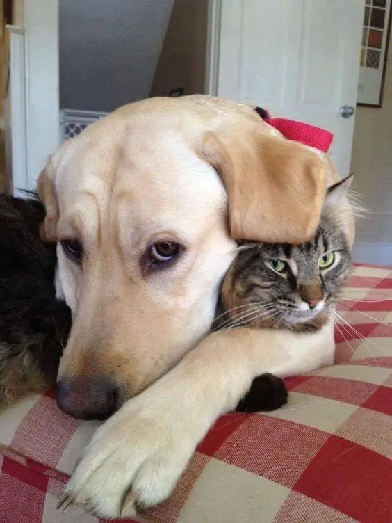 A yellow Labrador lying on the bed while hugging a cat
