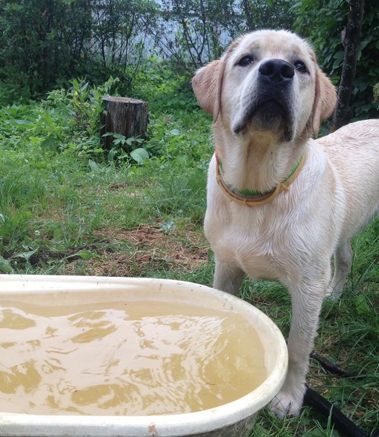 A white Labrador Retriever standing in the grass in front of a tub of water