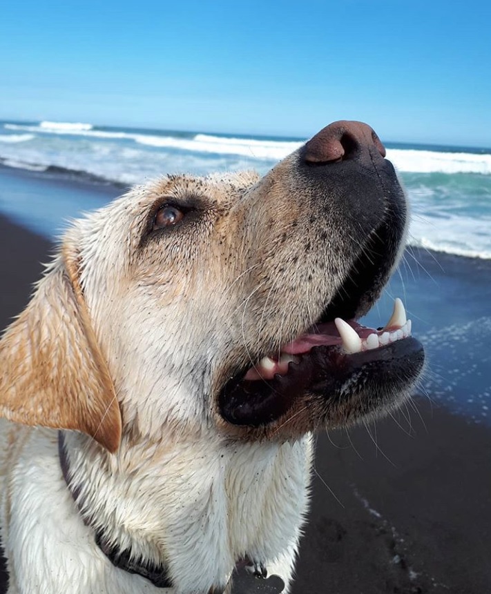A yellow Labrador Retriever standing in the sand by the beach