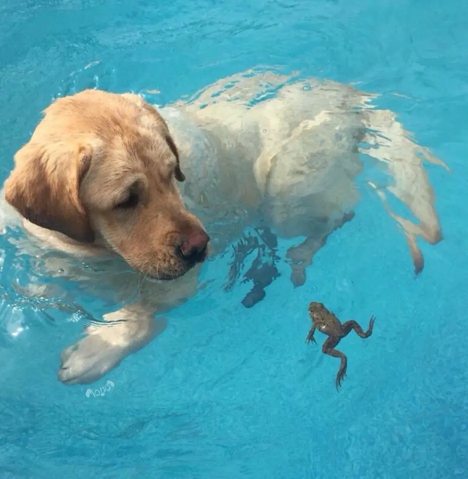Labrador dog swimming in the pool with a frog