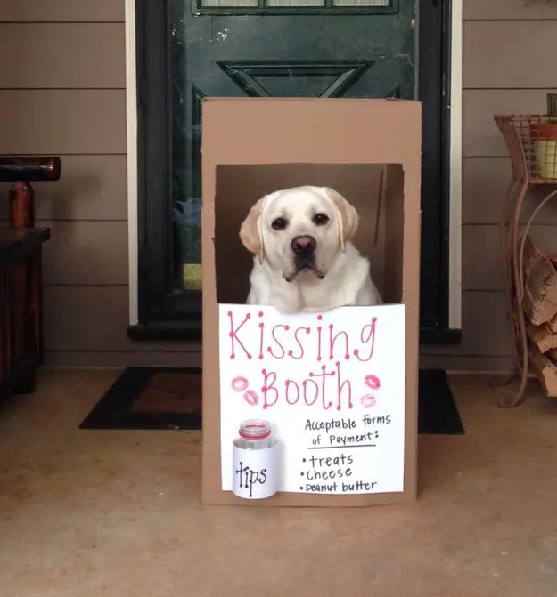 A white Labrador inside the carboard box with a message - Kissing booth