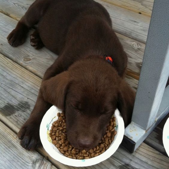 A Labrador puppy sleeping on the floor with its face on top of its dog food