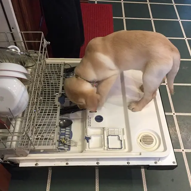A yellow Labrador standing on top of the dishwasher's cover in the kitchen