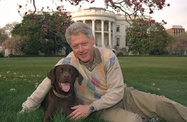 Bill Clinton sitting in the yard next to his chocolate brown Labrador Retriever