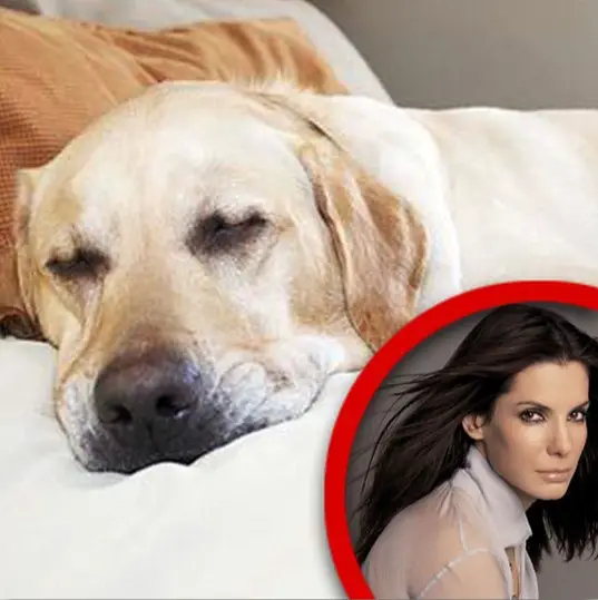 A photo of a Labrador Retrieve lying on the bed with a Sandra Bullock on the corner