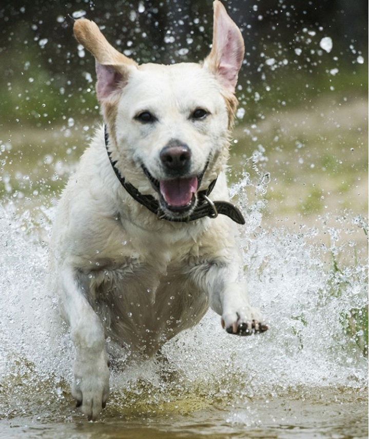 A Labrador Retriever running in the water