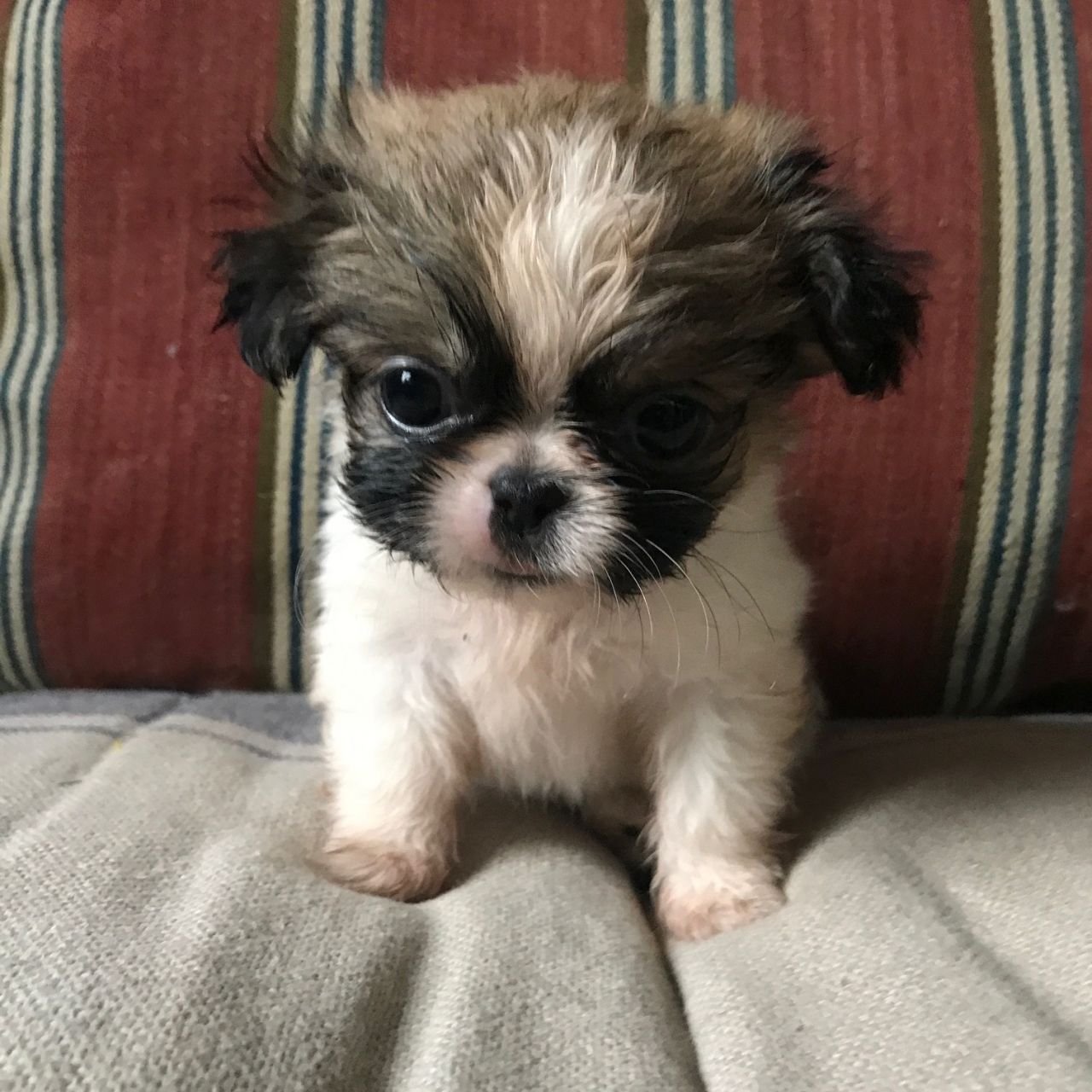 Pekingese puppy on the couch