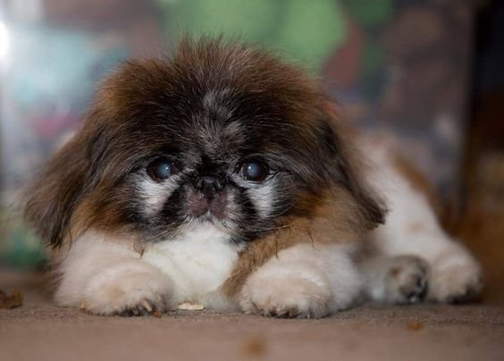 Pekingese puppy lying down on the floor