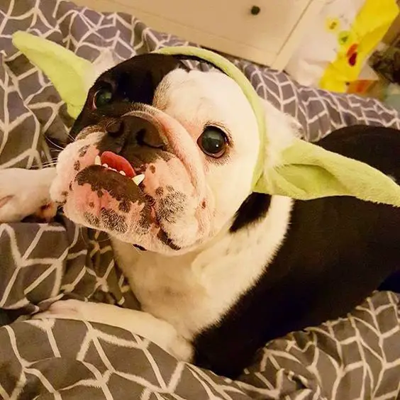 Bulldog on the the bed wearing its yoda headband