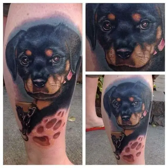 face of Rottweiler puppy with paw Tattoo on the leg
