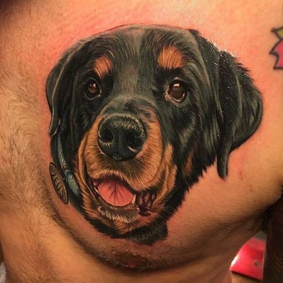 realistic adorable face of Rottweiler Tattoo on the chest