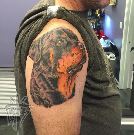 realistic looking up face of Rottweiler Tattoo on the shoulder