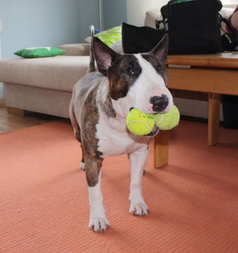 An English Bull Terrier standing on the floor with two tennis ball in its mouth