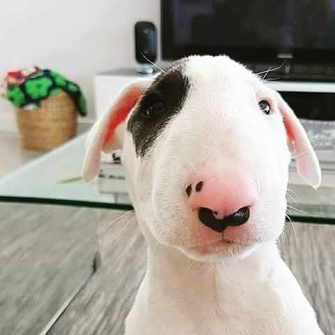 an adorable English Bull Terrier puppy in the living room