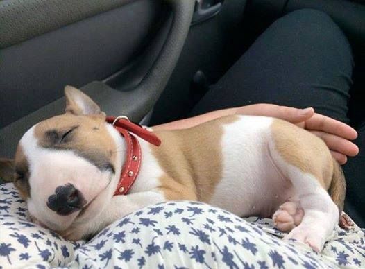 An English Bull Terrier puppy sleeping in the arms of the woman sitting inside the car