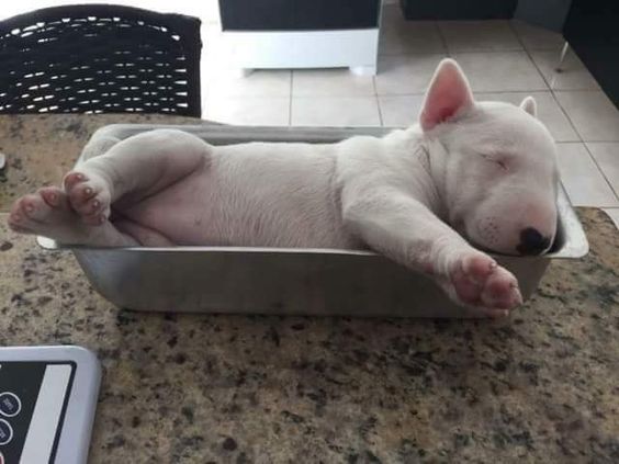 An English Bull Terrier puppy sleeping inside the stainless tray on the counter top