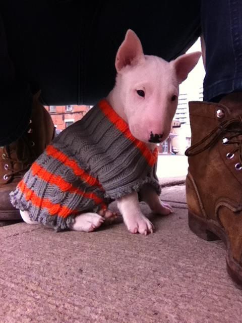An English Bull Terrier wearing a sweater while standing on the floor under the person
