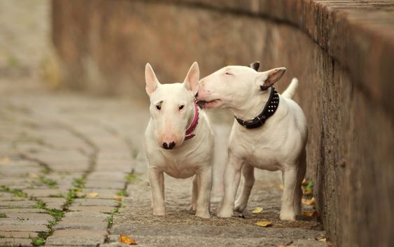 two English Bull Terrier puppies standing on the pavement while one is kissing the other