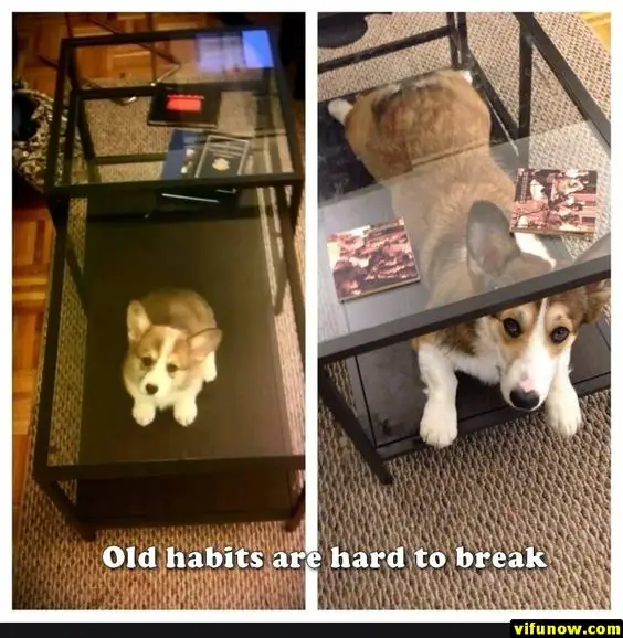 collage photo of corgi below the table and a text 