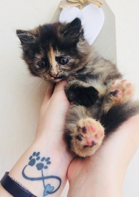 infinity sign with two paw print tattoo on the forearm of a woman holding her cat