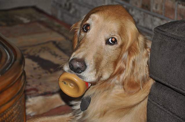 Golden Retriever lying down on the floor with a peanut butter jar in its mouth
