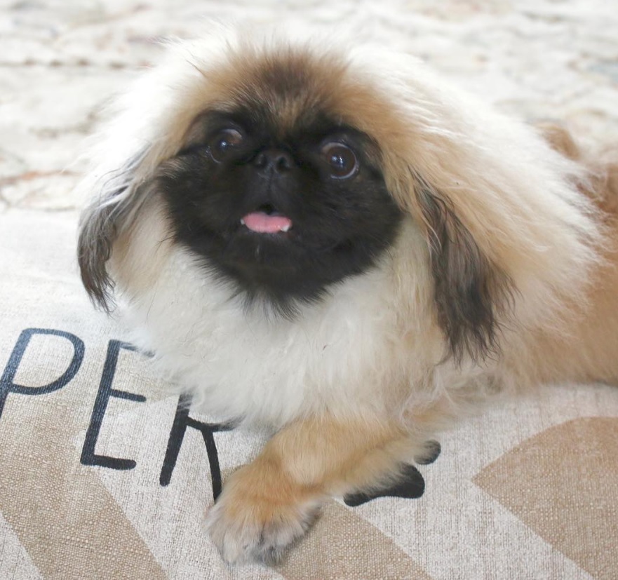 Pekingese lying on the bed with its surprised face