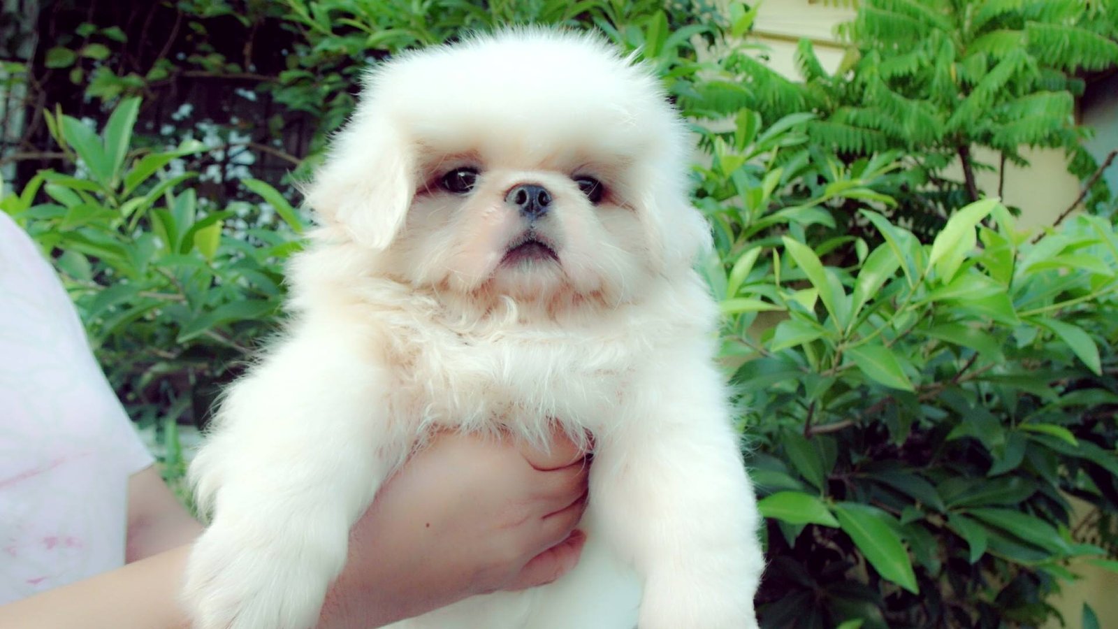 holding a white Pekingese in the garden