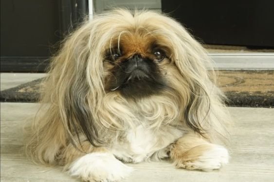 Pekingese with long hair lying down on the floor