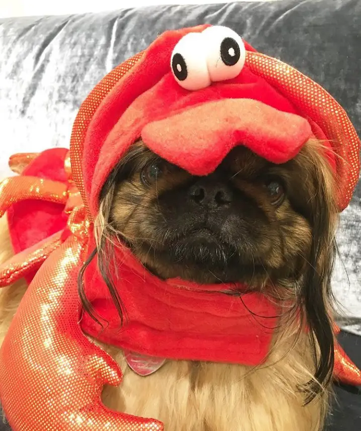 A Pekingese in its lobster costume