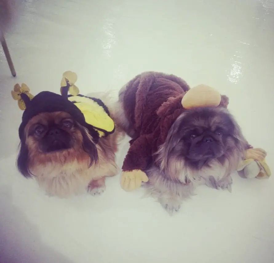 two Pekingeses in their bunny and monkey costume while lying on the floor