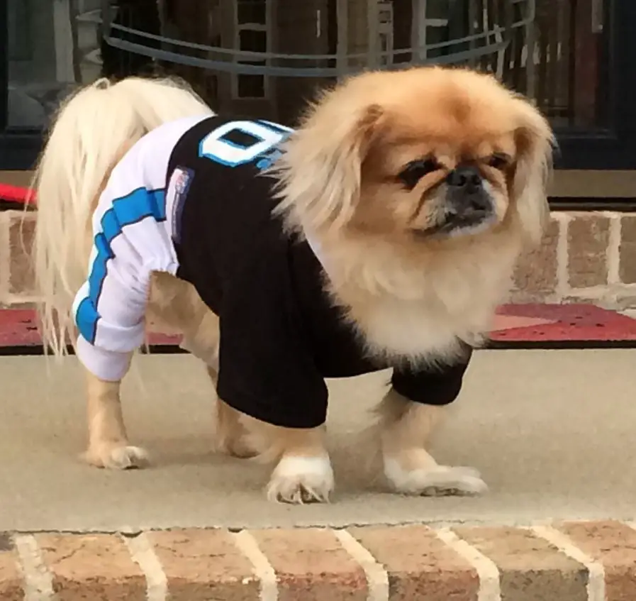 A Pekingese in its baseball outfit while standing on the stairs